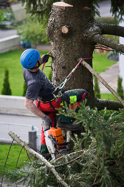 Best Emergency Tree Removal  in Springdale, SC