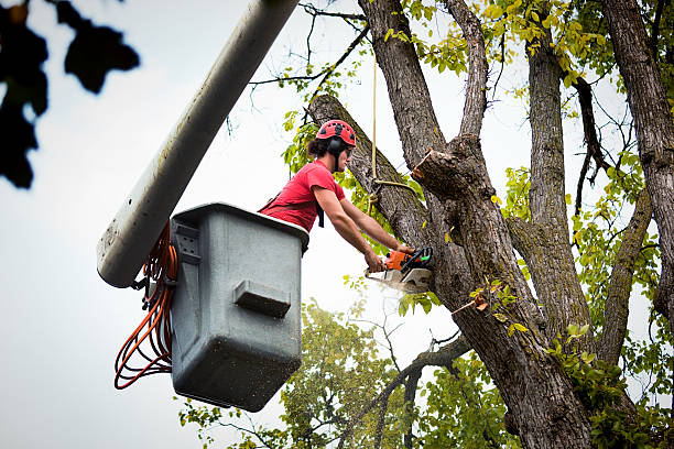 Best Tree Preservation Services  in Springdale, SC